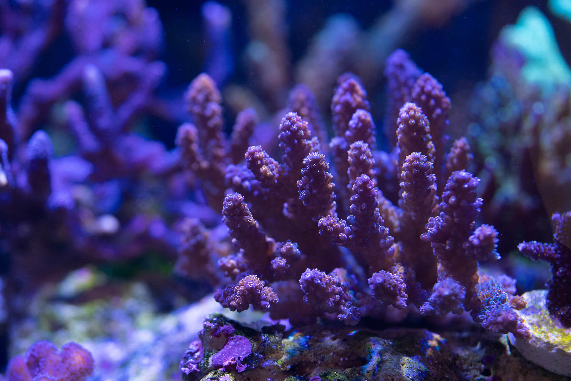 Curated visual reference: Visual Reference: Saltwater Coral And Invertebrates