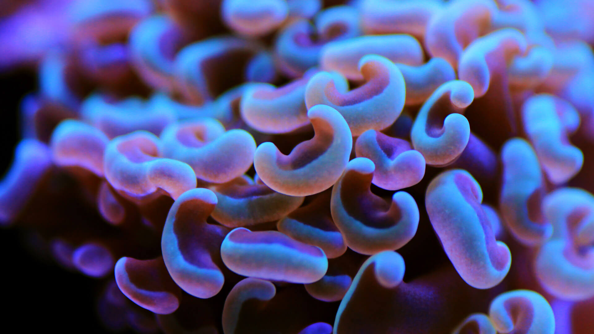 Saltwater Livestock Aquatic Treasures