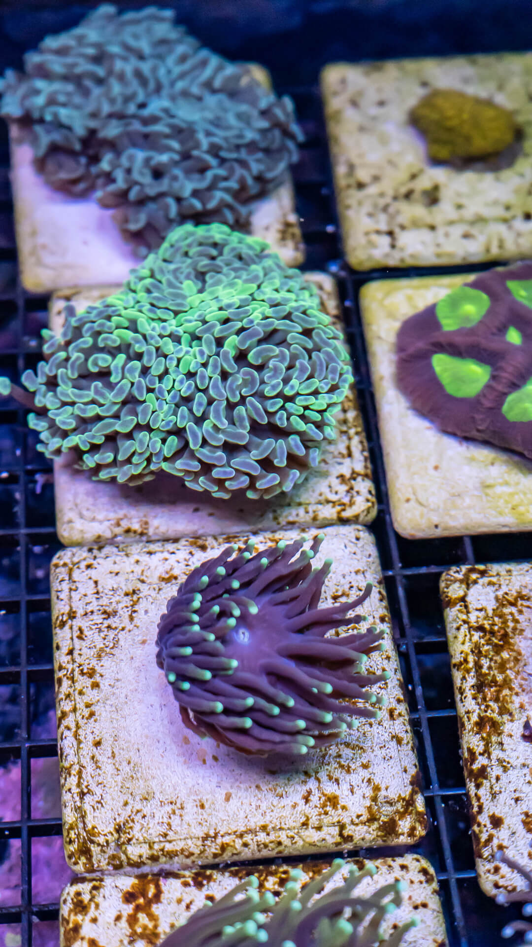 Coral Auctions Aquatic Treasures