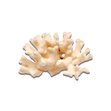 Aquatic Treasures has One of the Largest Selections of Saltwater Coral in Nevada